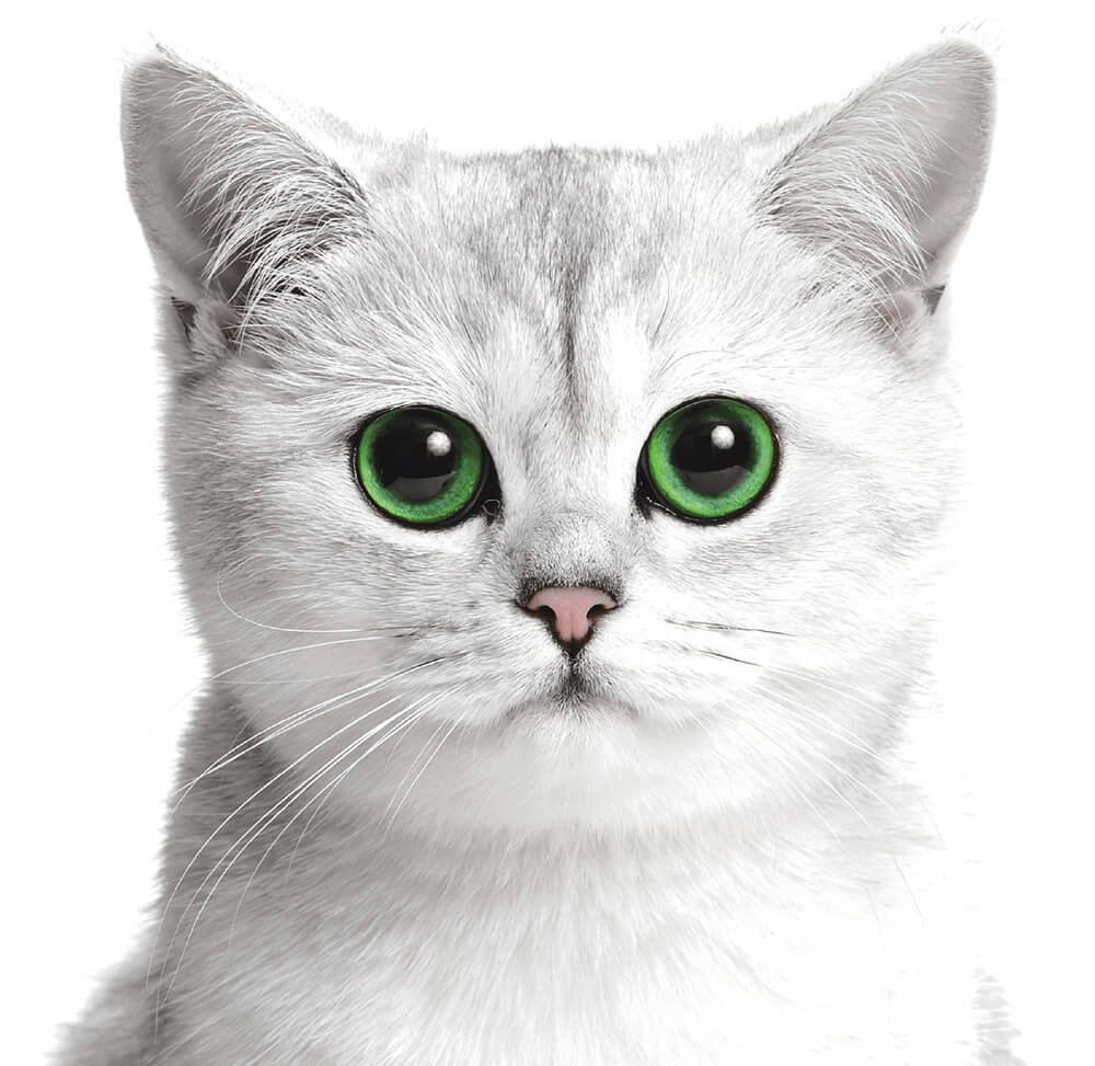 Home Kit Cat Thailand